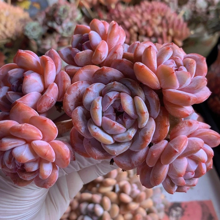 星影自然群无砍老桩