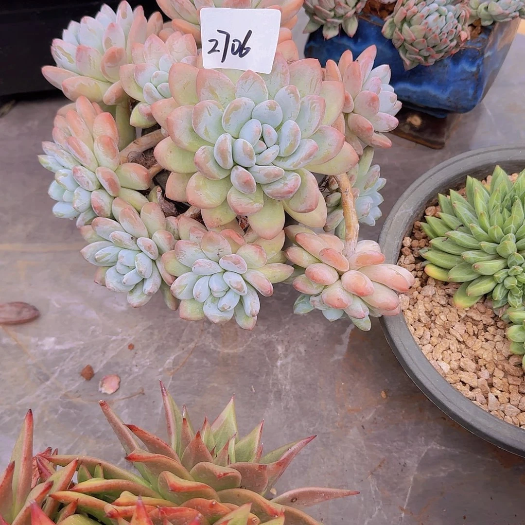 来***张2706香水多肉植物