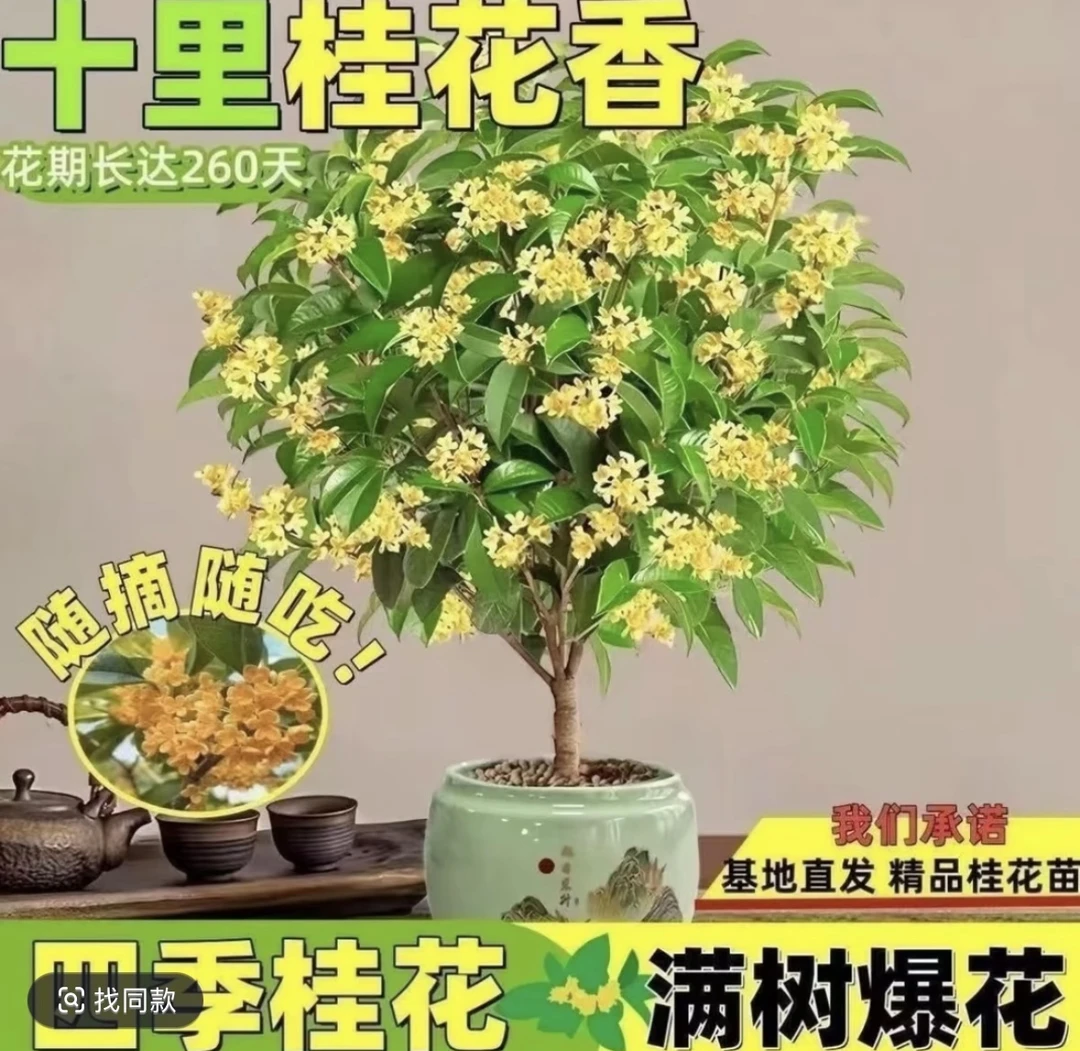 1【四季桂花]树浓香型盆栽带花苞好养易活适合阳台庭院种植10.14