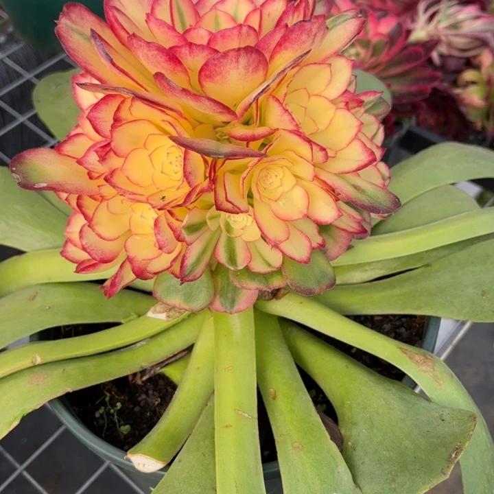 顺***金随顺的荔枝专拍链接