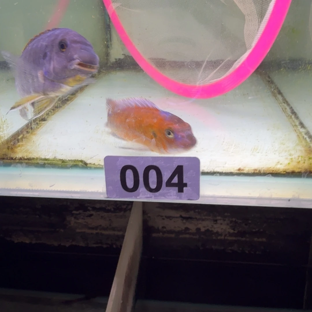 小***儿慈鲷鱼80号赤鲁巴黑纱