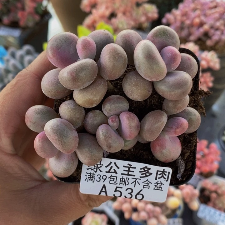 腰子桃蛋7cm536多肉植物