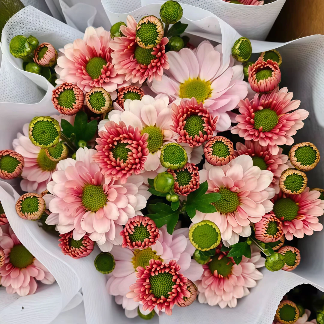 【珍珠粉】新鲜菊花苗带原土优质花卉易养活绿植室内外多年生超大花