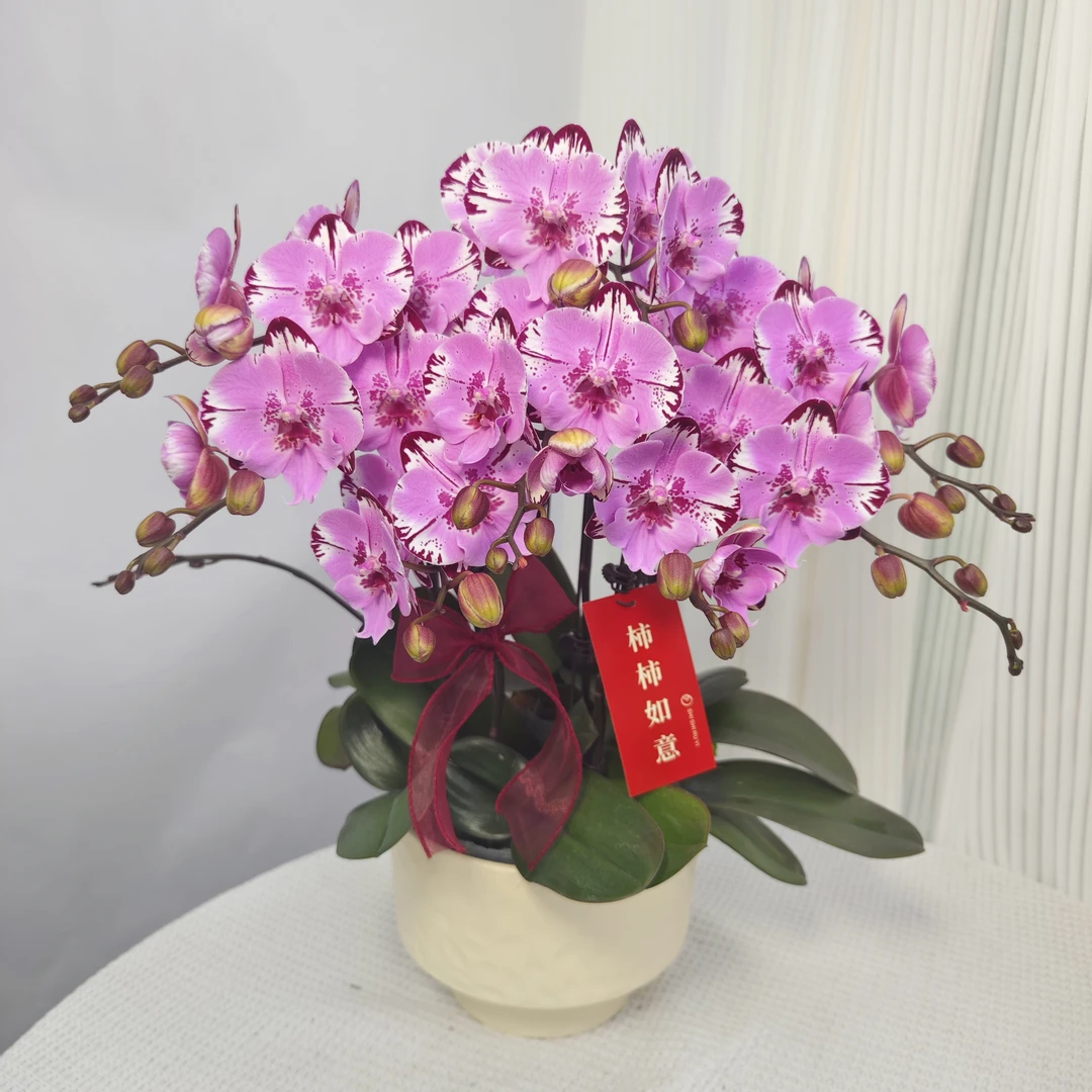 蝴蝶兰《米奇乐朵》粉紫色系蝴蝶兰精致组盆带花带花苞