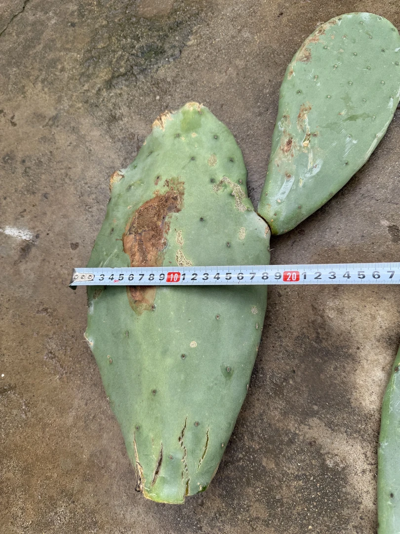 正宗鲜果宝塔黄果种植老桩叶片，仙人掌叶片种片种植盆栽地栽