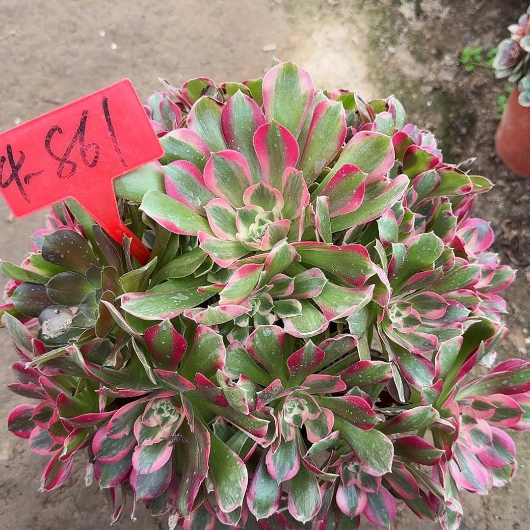 暖***爱4-861粉女巫多肉法师