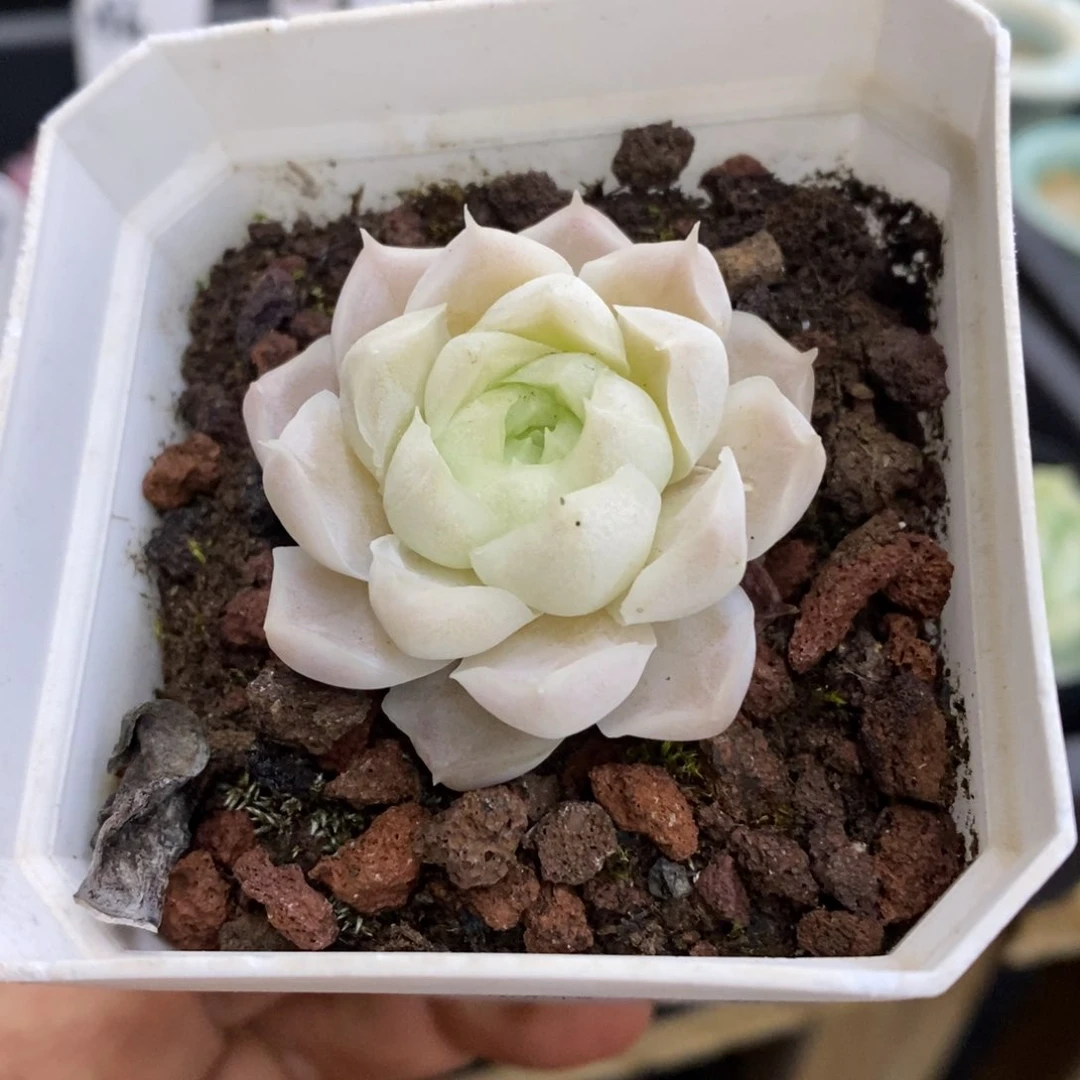 精品多肉一物一拍不包整22