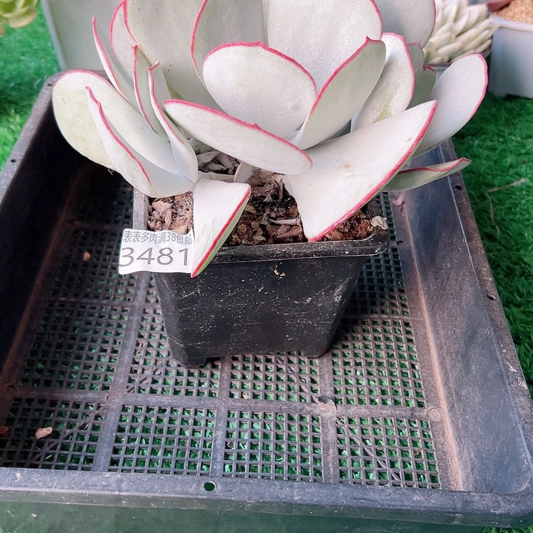 无花朵多肉一物一拍植物3481