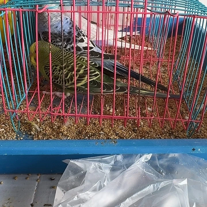 虎皮鹦鹉大头鹦鹉