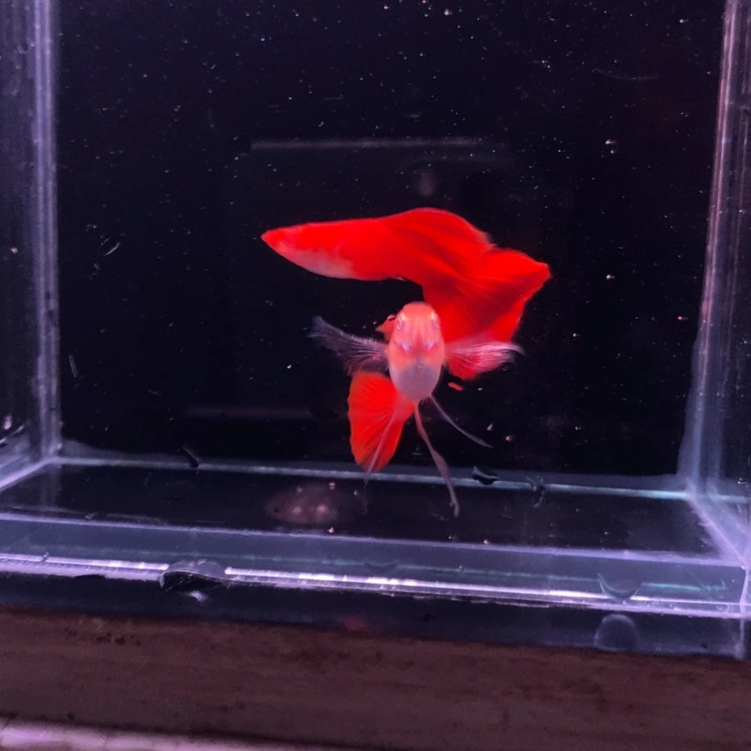 孔雀鱼精品血红一对