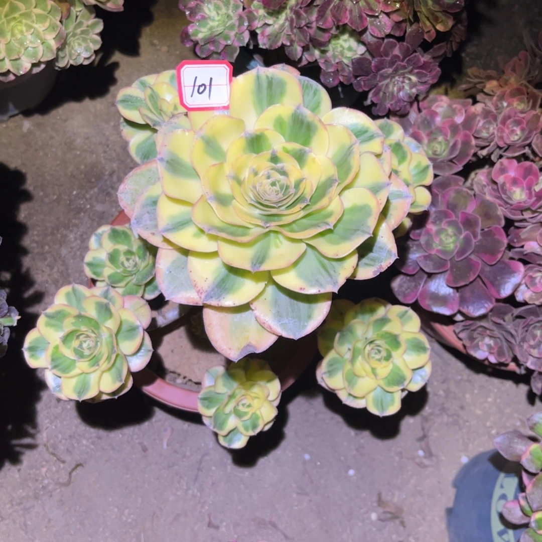 101多肉植物燕姿锦