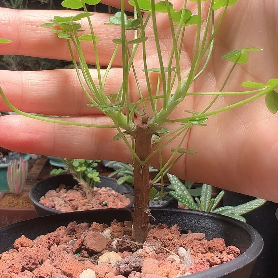 巨人酢浆草带盆发货