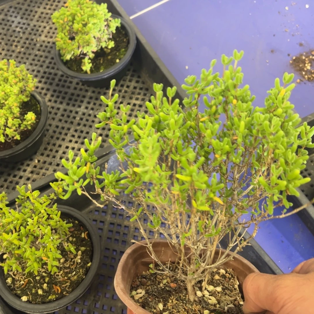 骚粉糖球锦130杯老桩