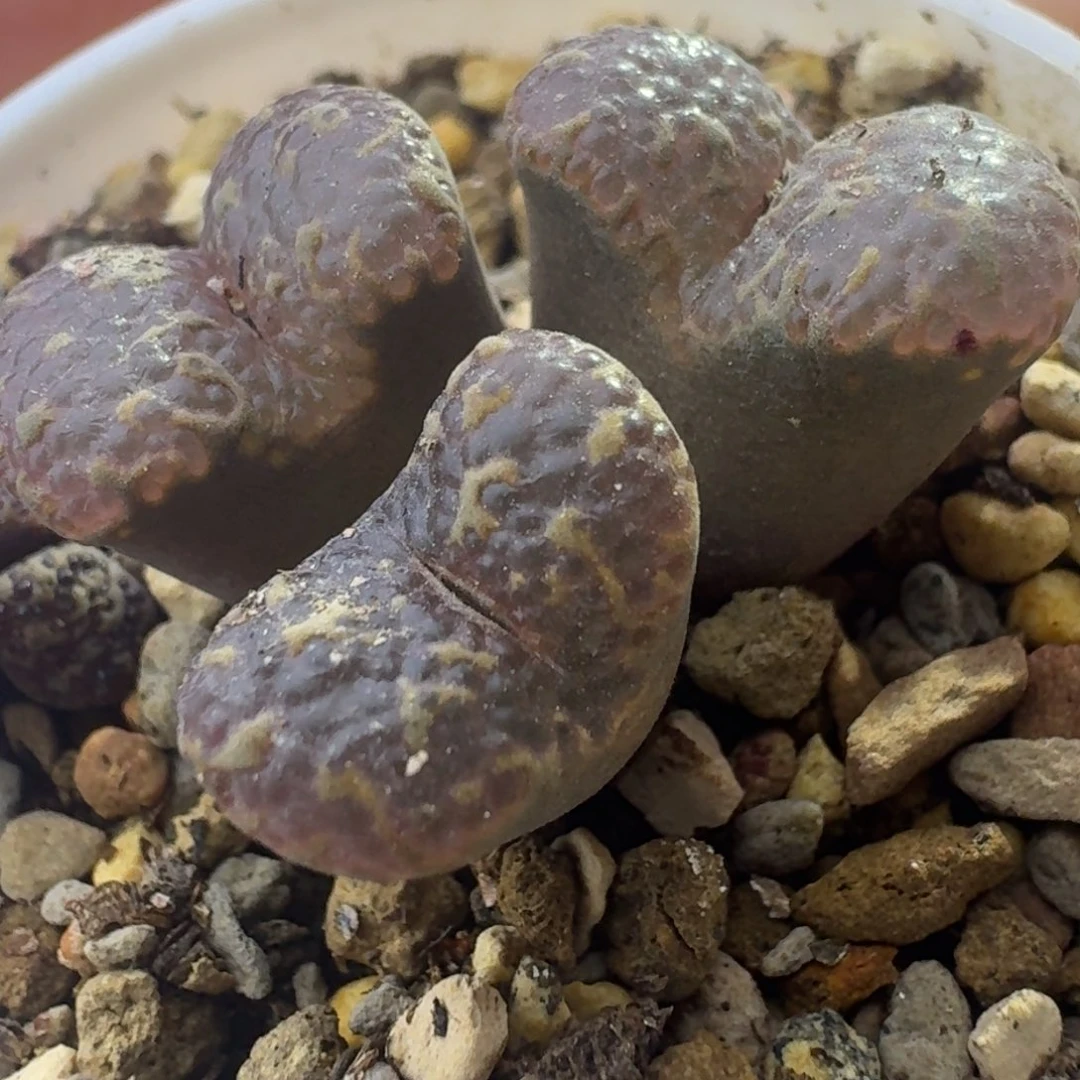 9号三头大窗泡泡勋章