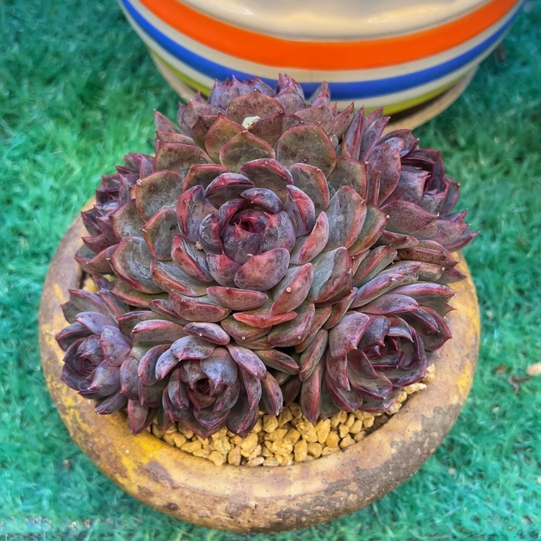 黑曼巴，，，，，，，，，，，，，