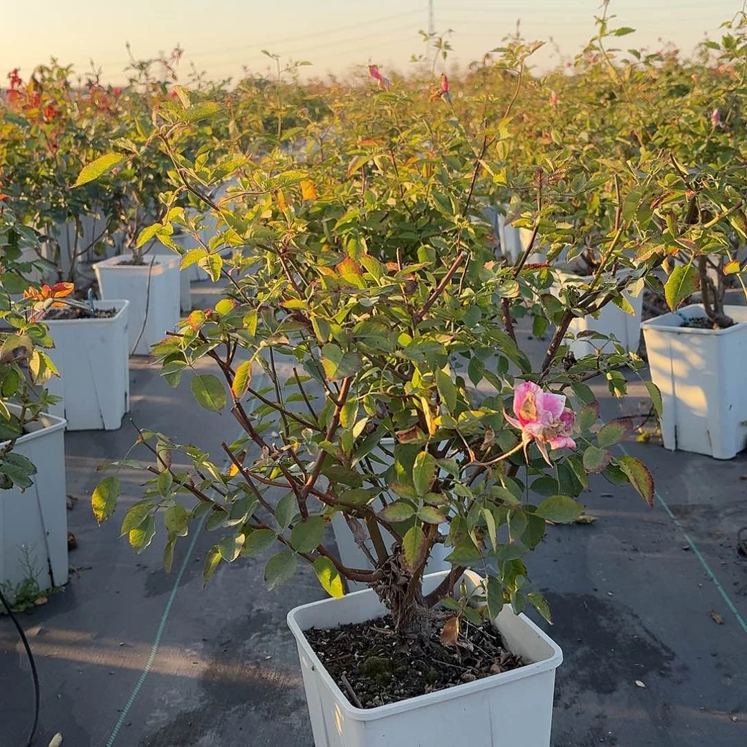 当前无花朵，栽培后可花朵614