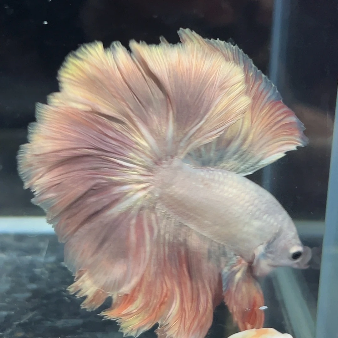 斗鱼12号落日余晖这该死氛围感