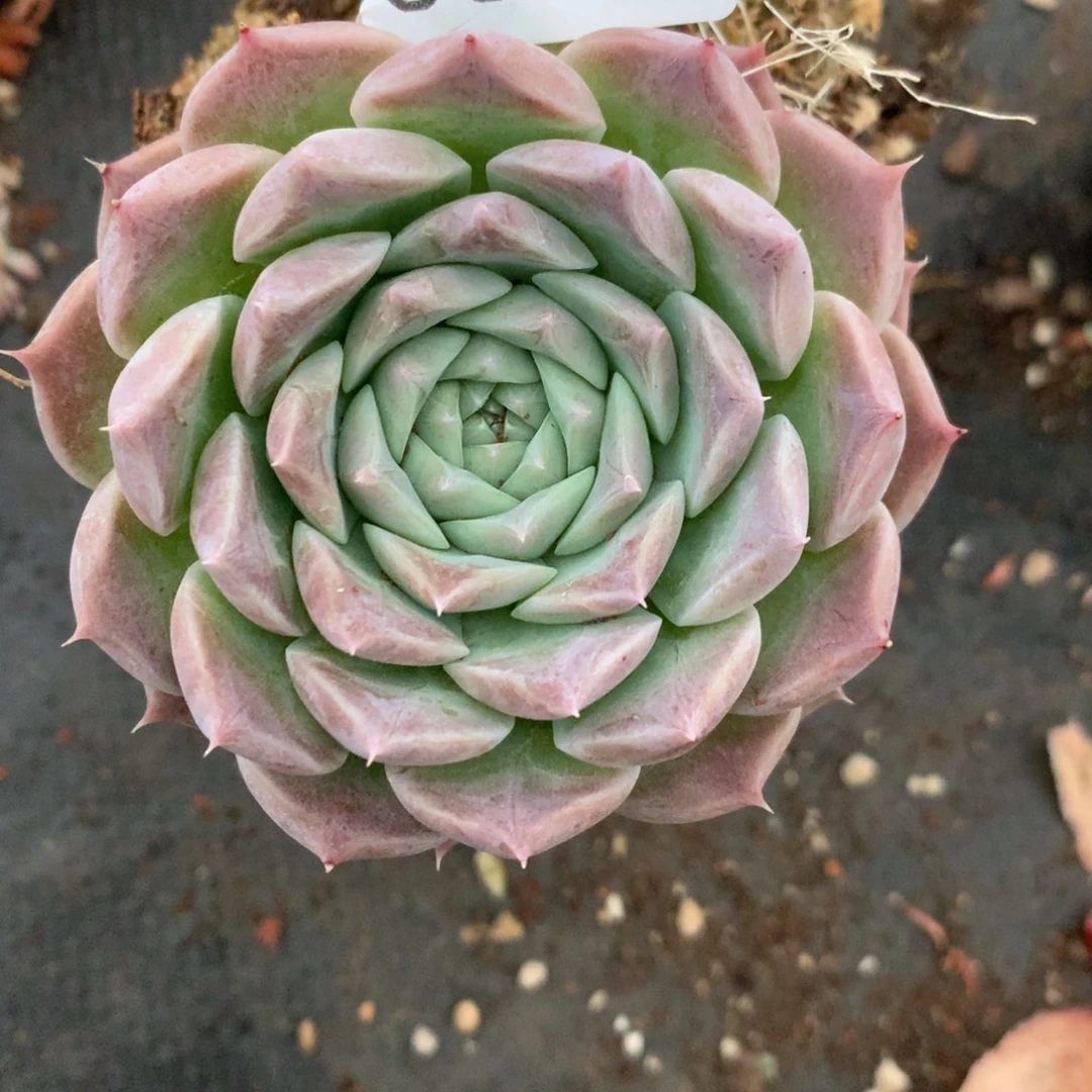 今****士6006杂交精品基地7厘米