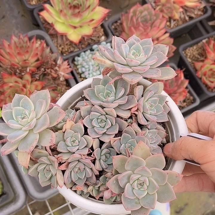 红粉佳人24123多肉植物