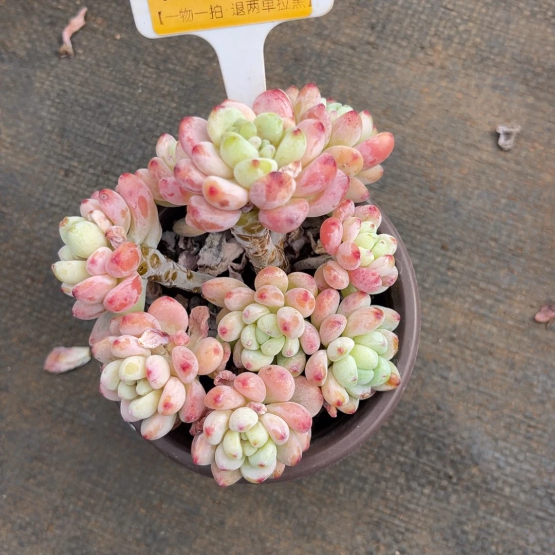 云尘多肉一物一拍1221