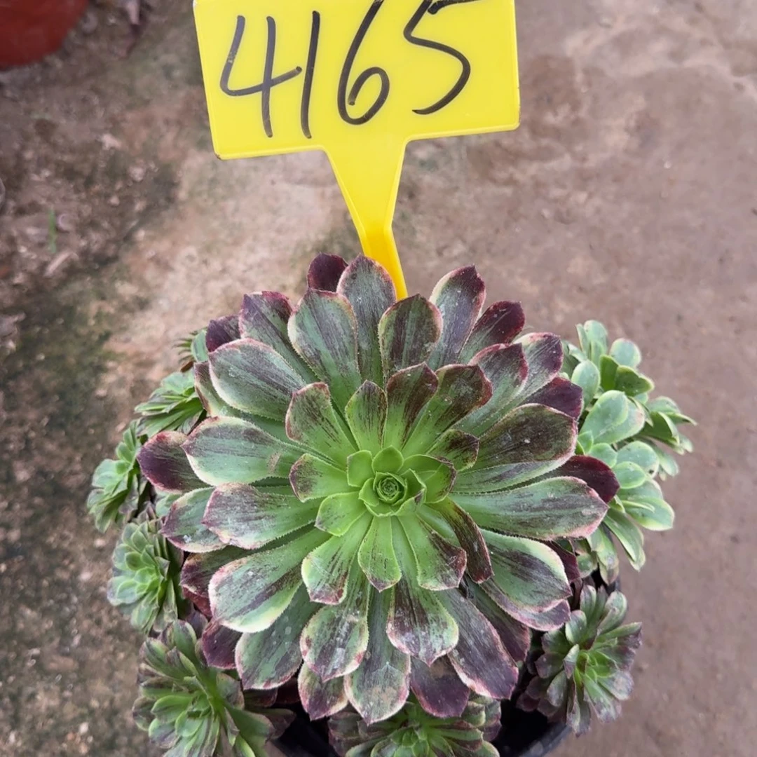 4165---莫兰迪多肉