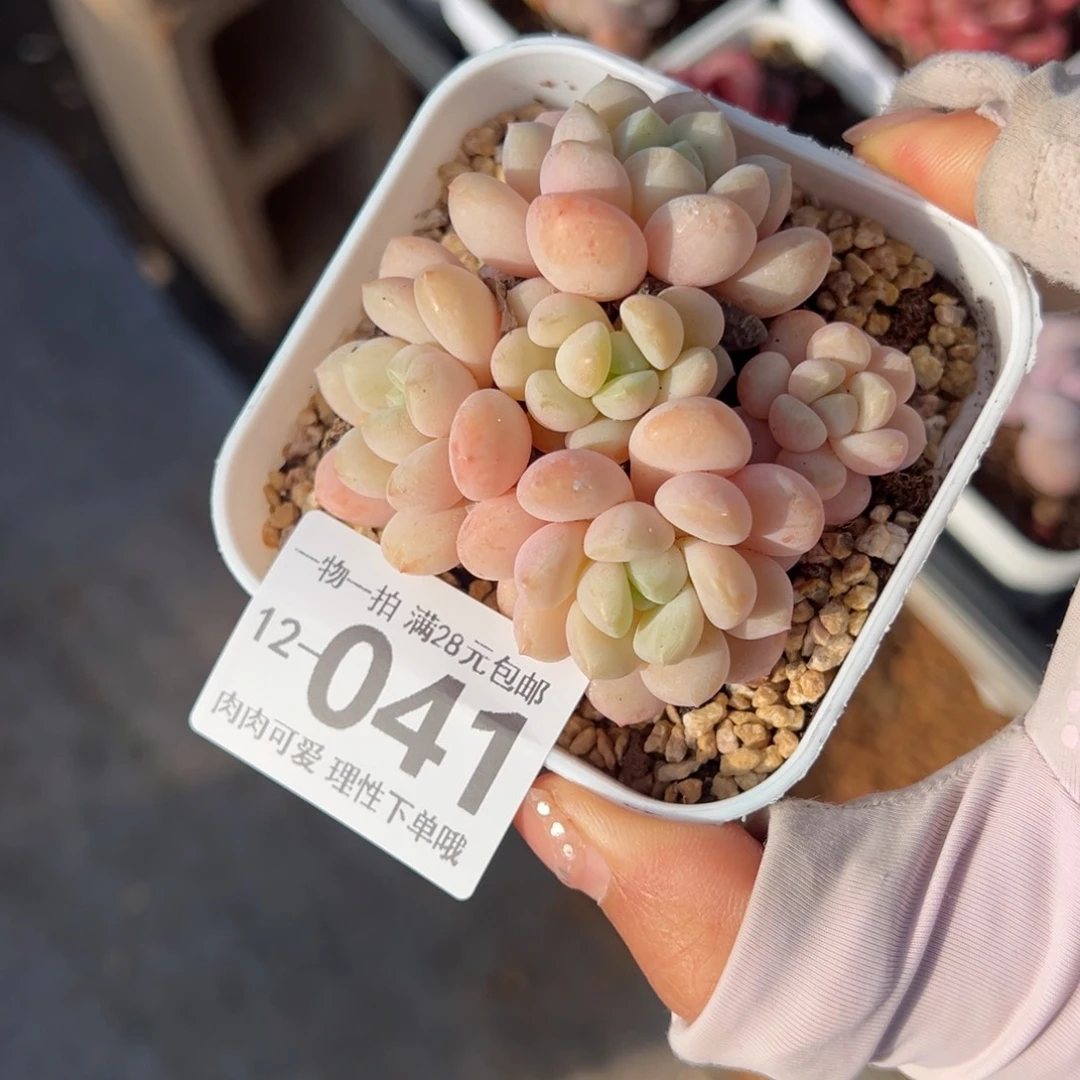 玉如意多肉多肉多肉多肉