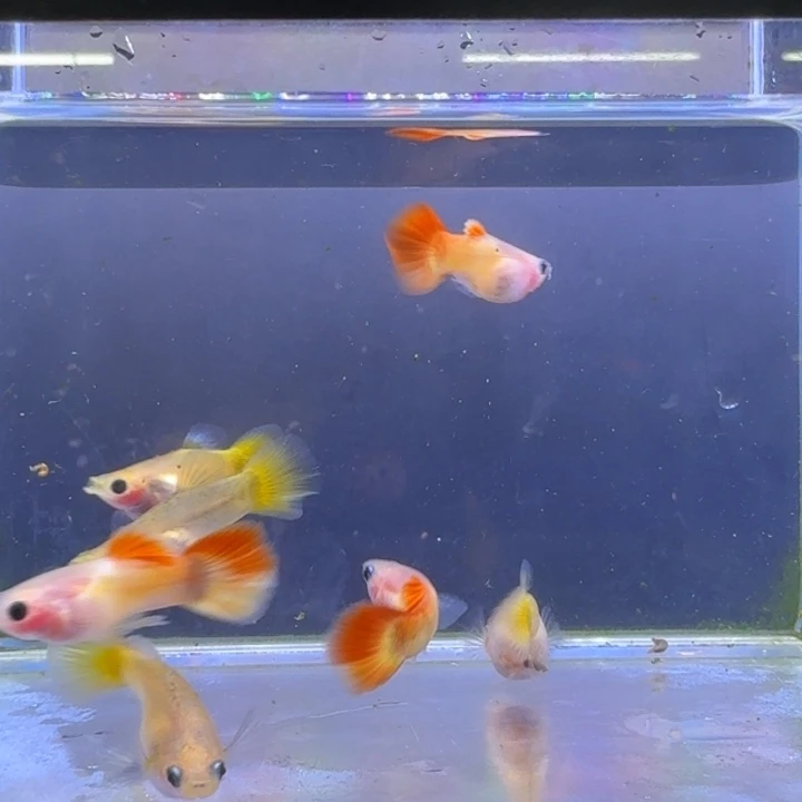 李***头孔雀鱼皇家落日十一条