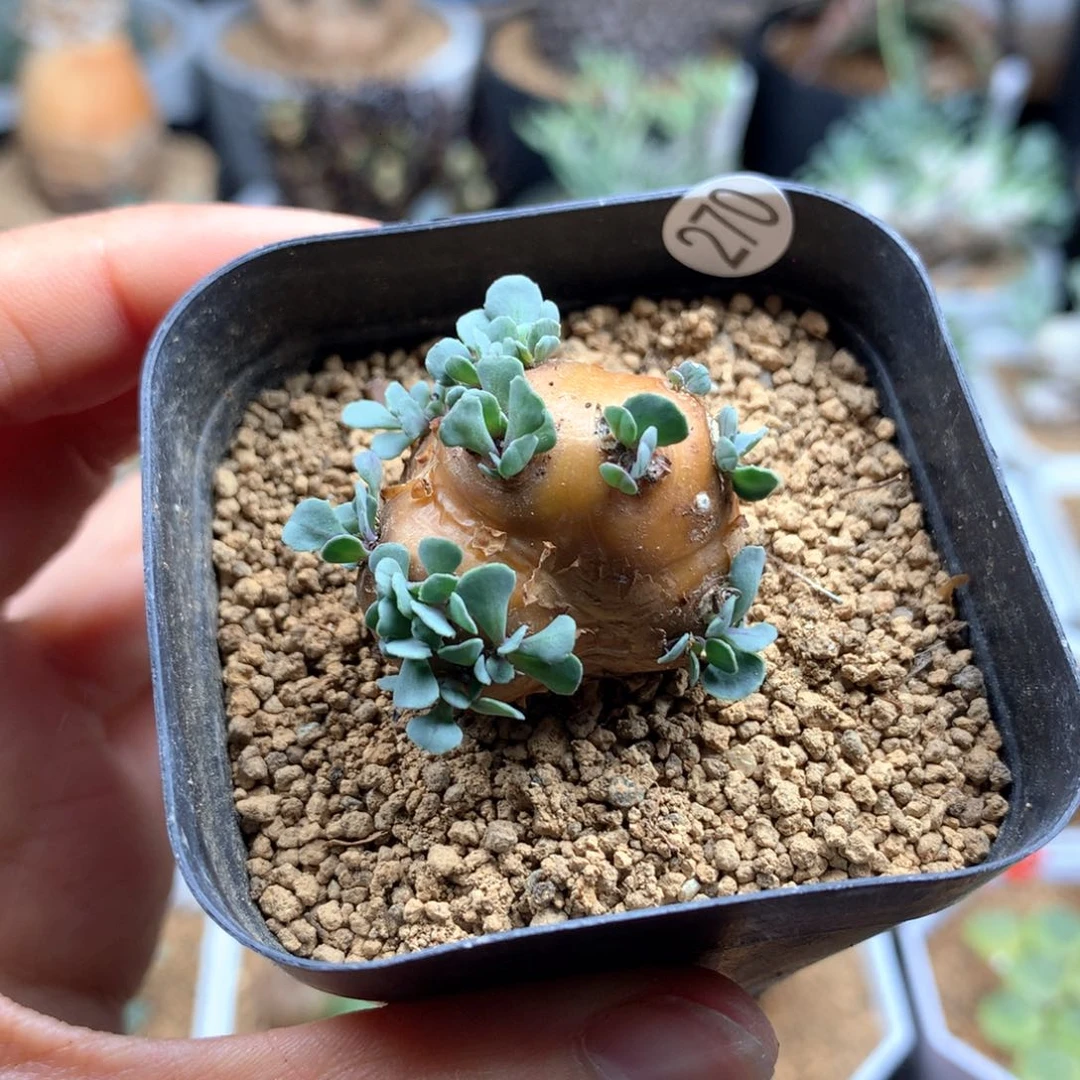 b****e格加厚敦菊母本多肉带盆