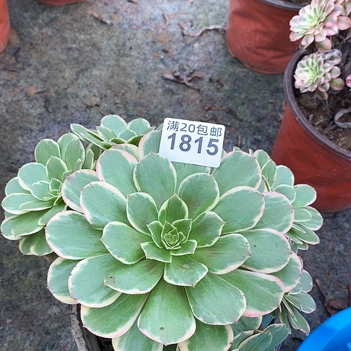 1815 一颗法师多肉
