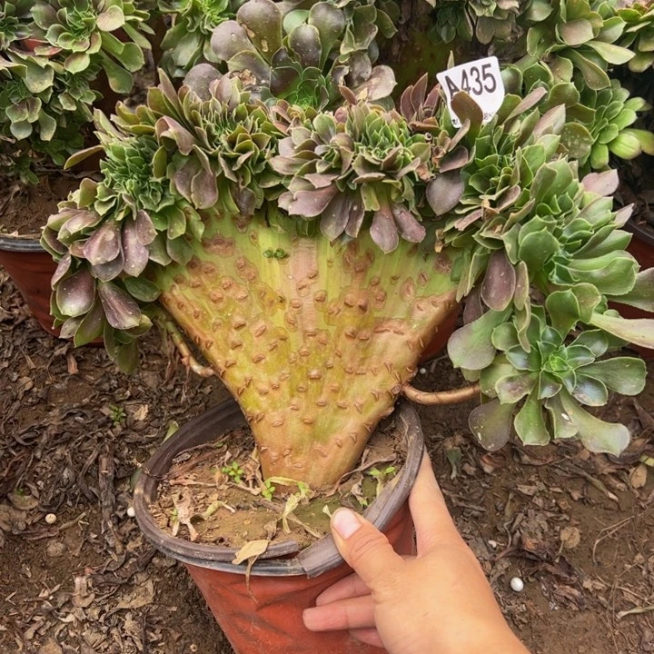 玫瑰缀多肉植物435.