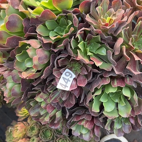 只***暖多肉植物一种欧若拉449