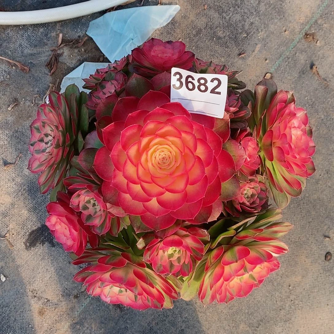 红陶报****姐3682荔枝冠25