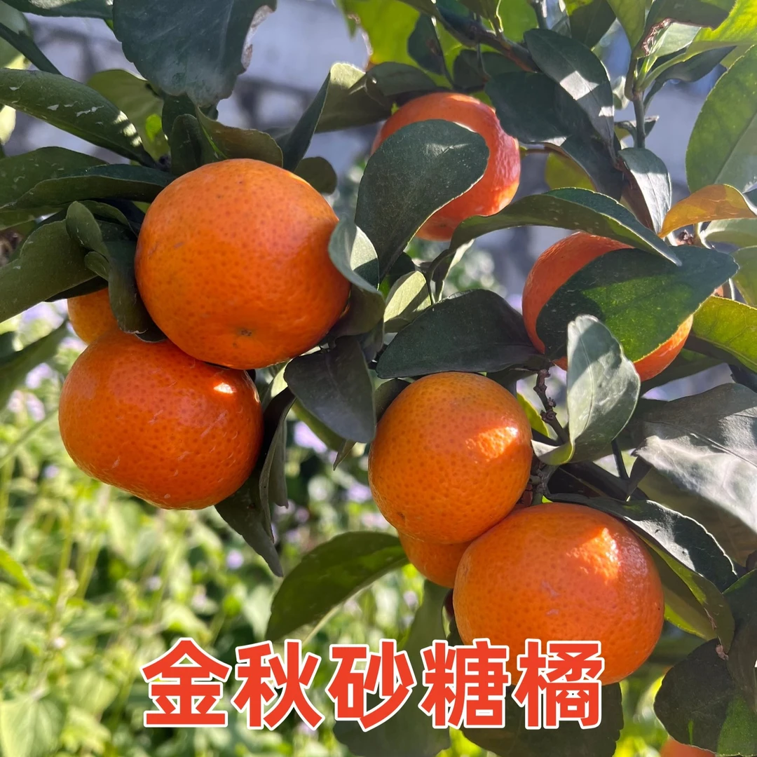 四处汉源金秋砂糖橘杯苗自带泥土存活率高【汉源发货】