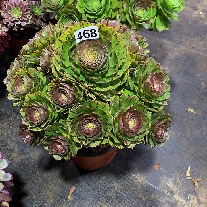 豆**爸多肉万拉丝468000