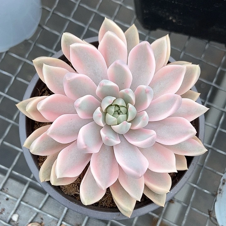 嘉丽娜锦多肉植物