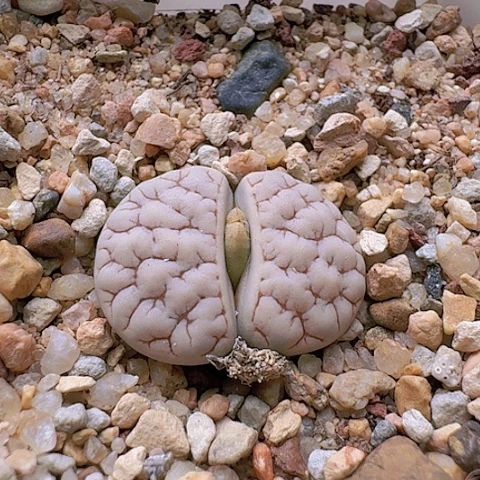 2242，261荒玉母本白底红纹带脑纹带盆