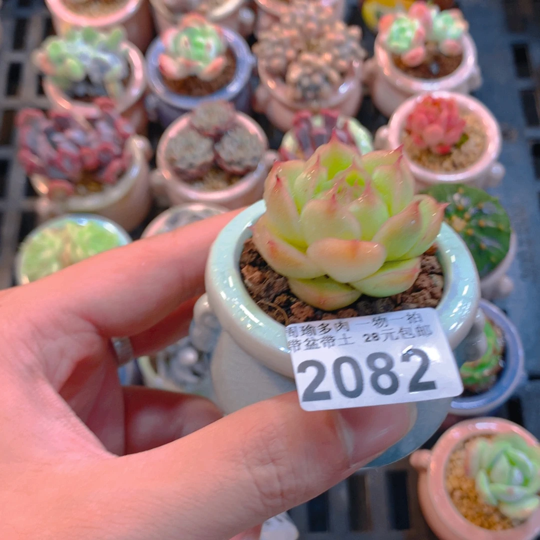 5厘米盆精控多肉2082