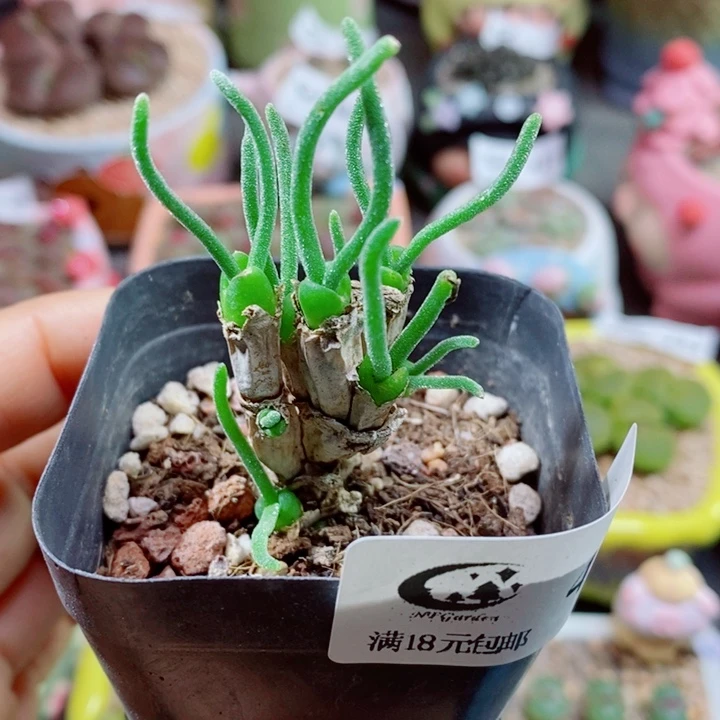 生石花花花花花花花花480