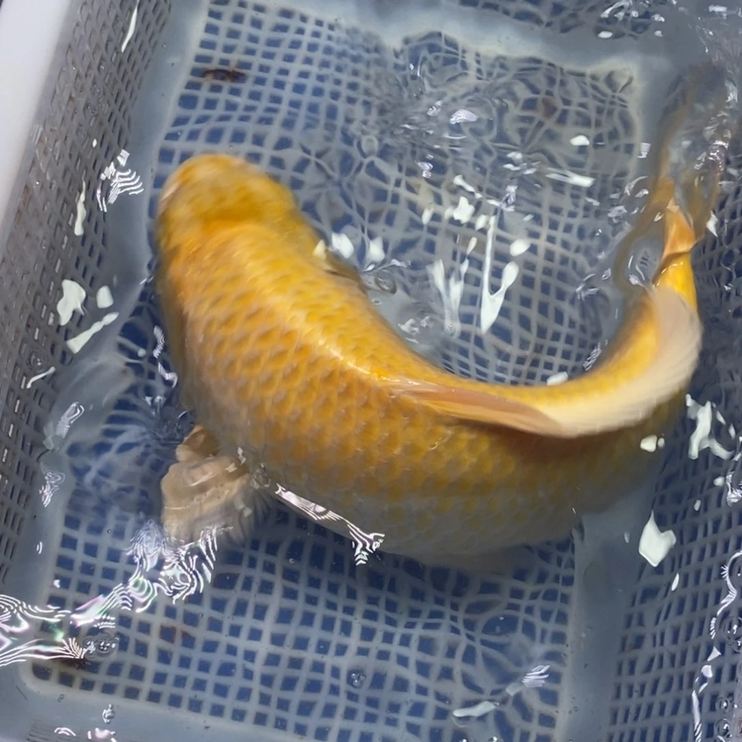 锦鲤冷水锦鲤包邮
