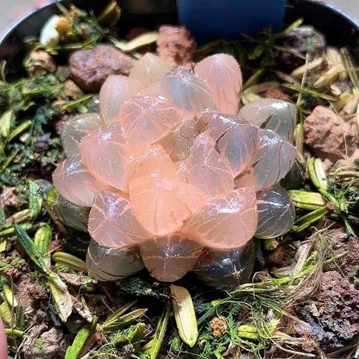 573糊斑趨勢緋桃錦一物