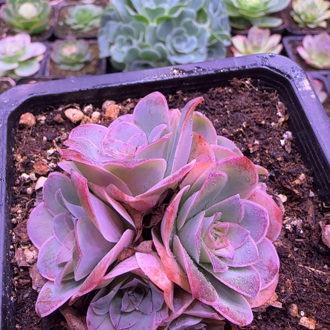 花球6厘米粉色老庄玫瑰