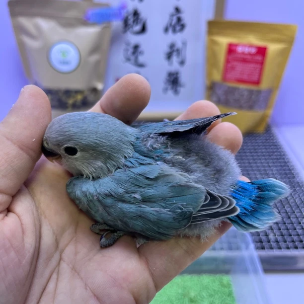 精品高纯松银母K98668-桃面鹦鹉