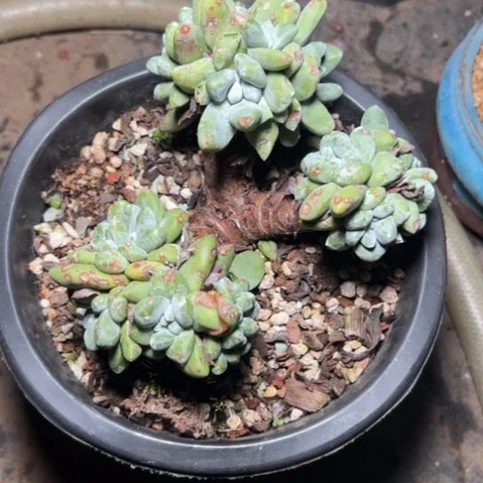 *‍****谢谢姐姐～一物一拍7816