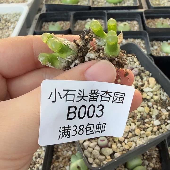 菠***冰专拍 两颗3头小葫芦 脱土发