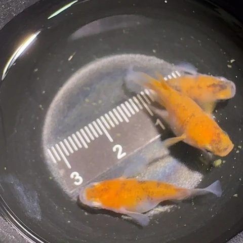 青鳉鱼一物一拍230