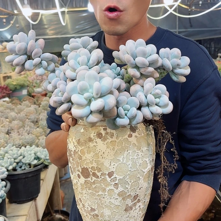 鸡蛋美人群生整装多肉
