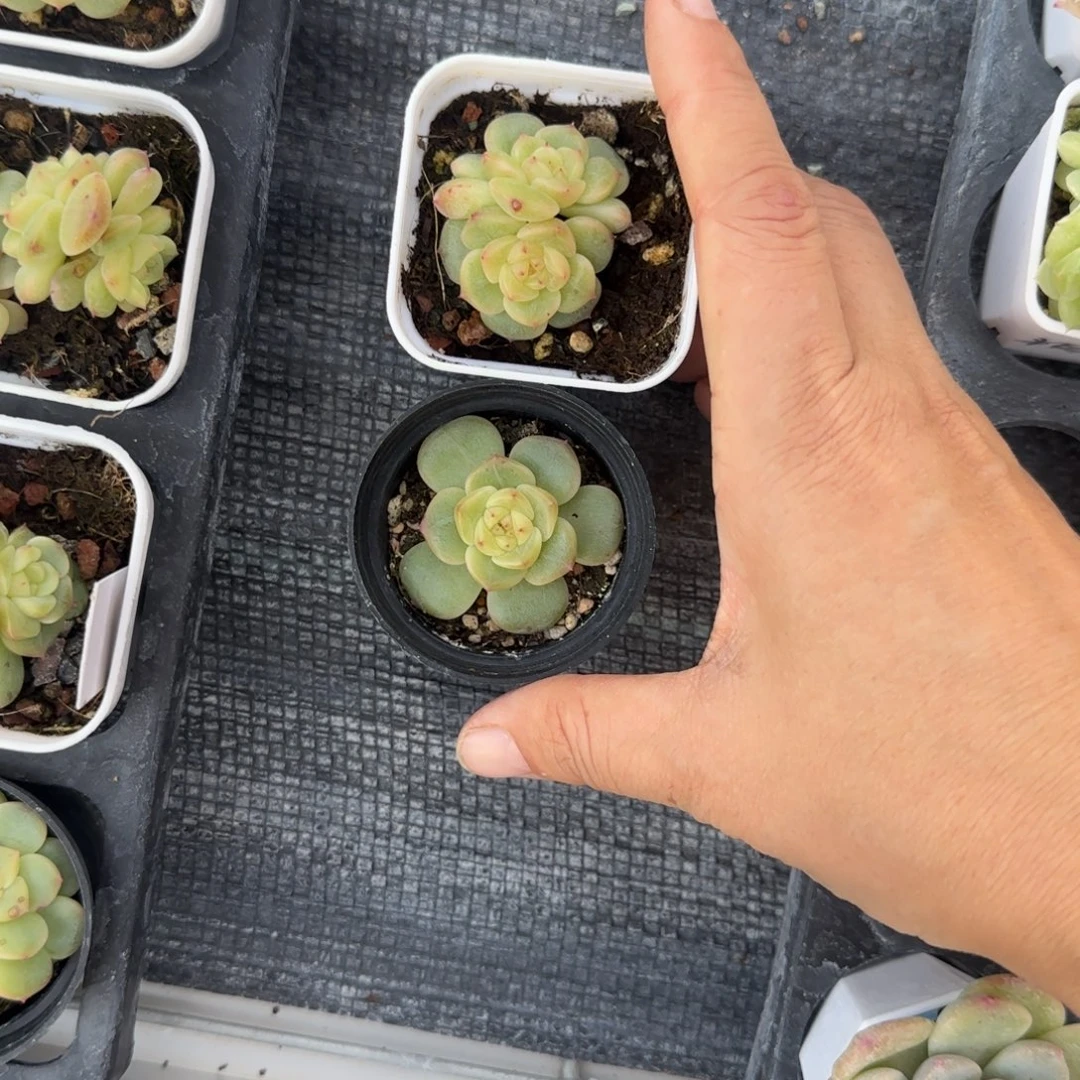 荔枝盆8床一个满25包邮