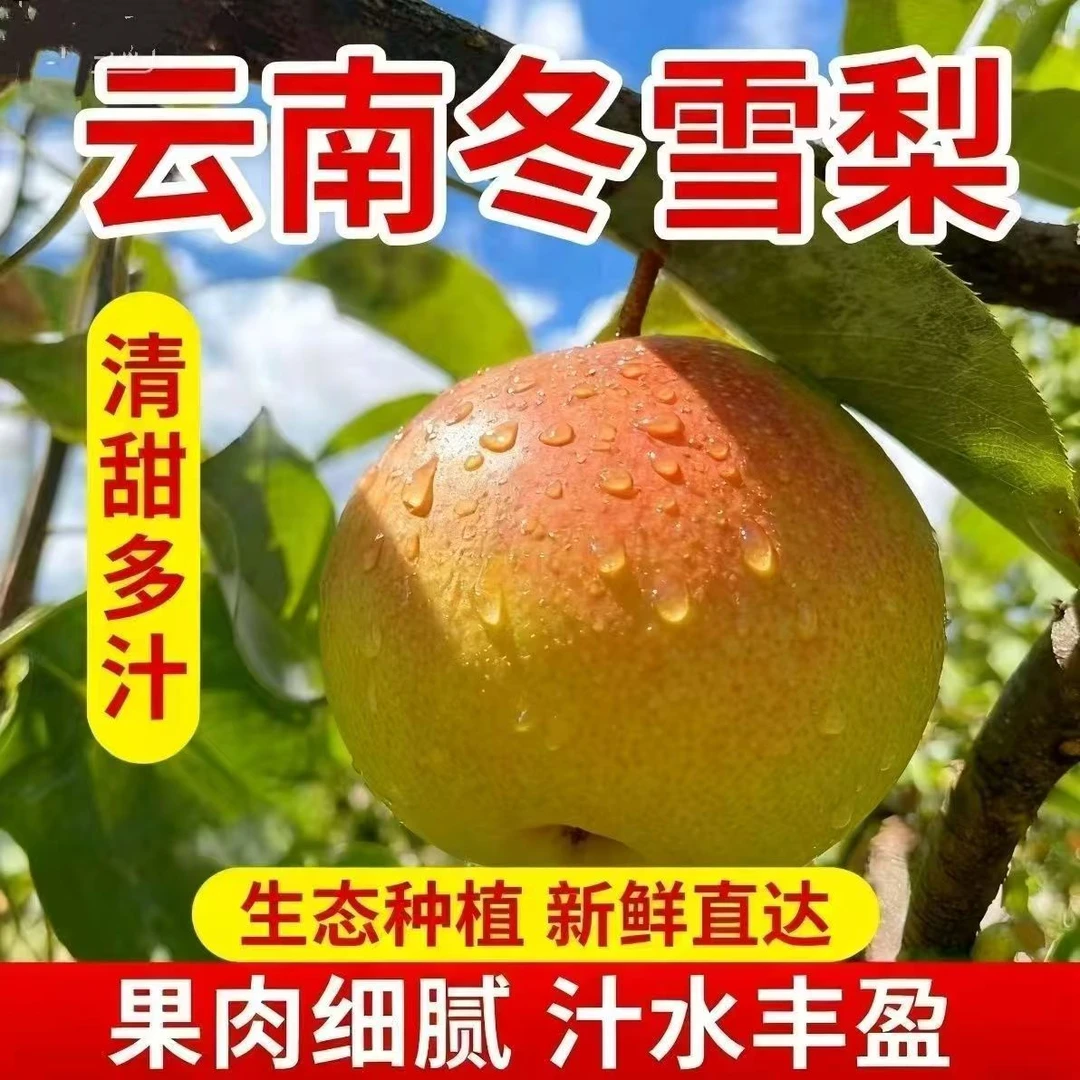 XX云南巍山红雪梨新鲜现摘酸甜可口美味多汁