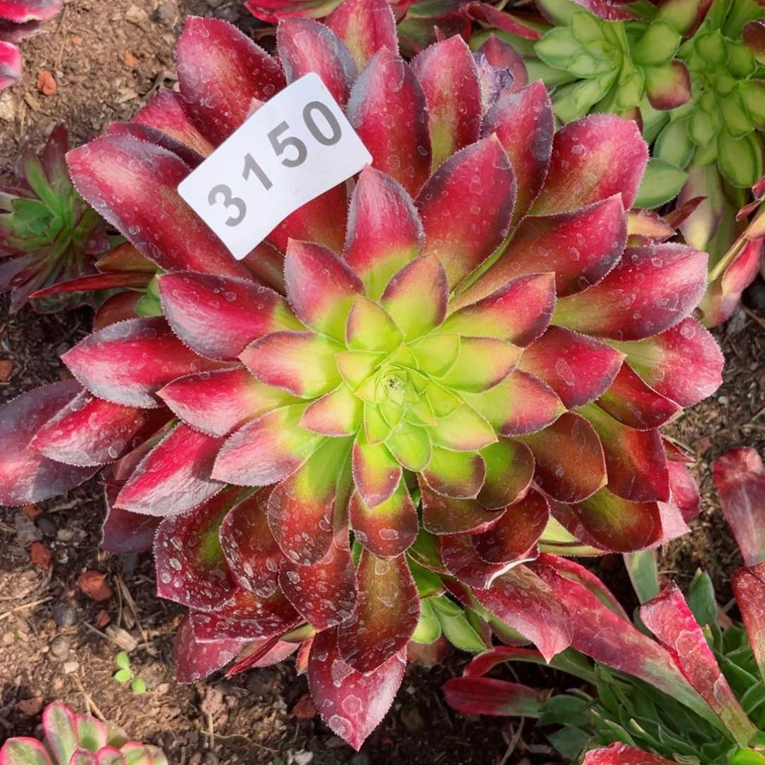 韶华多肉发货发货