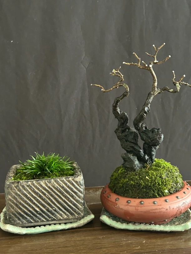 岭南年功原母小金弹子盆景盆栽绿植石菖蒲发货黄荆树老桩舍利子